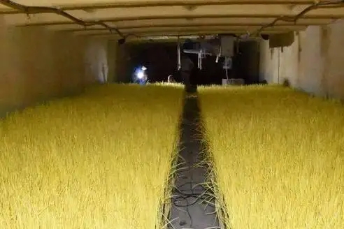 溫室大棚在夏季如何種植反季蒜黃